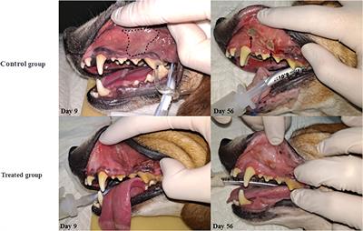 Clinical evaluation of toll-like receptor-5 agonist for radiation-induced oral mucositis in beagle dogs